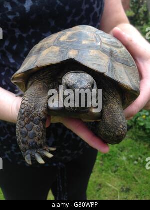 Bobby, una tartaruga di Hermann di 37 anni, che è andata perdendo due volte nell'ultima settimana, il suo proprietario, Debbie Acton, 42 anni, di Barnacle nel Warwickshire, crede di essere alla ricerca di una donna. Foto Stock