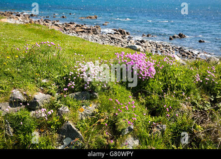 L'Armeria maritima, mare parsimonia, in fiore, Punto di pianura, penisola di Lizard, Cornwall, Regno Unito Foto Stock