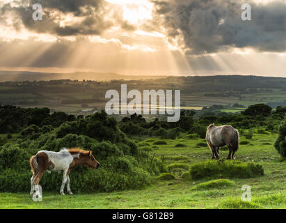 Cielo drammatico dopo la tempesta, cavalli selvaggi che pascolano nella brughiera Foto Stock