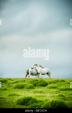 Cavalli selvaggi matura nel drammatico paesaggio, amore e stare insieme concetto Foto Stock