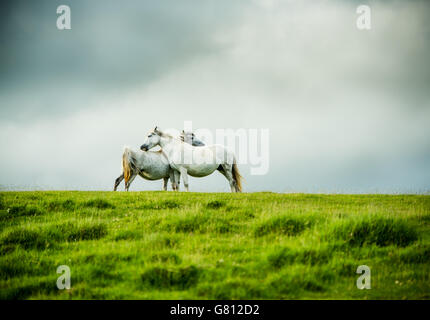 Selvaggi cavalli grigi giovane, il concetto di amore. Moorland drammatico paesaggio con cielo tempestoso. Foto Stock