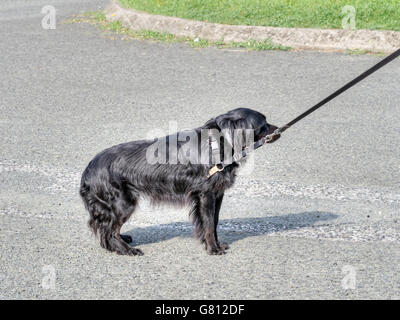 Nero cane nella luce del sole su halter piombo. Non vogliamo una passeggiata! Foto Stock