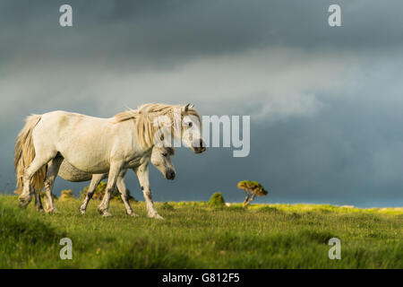 Bianco cavalli selvatici giovane, contro il drammatico nuvole temporalesche Foto Stock
