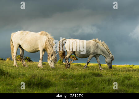 Bianco cavalli selvatici giovane, contro il drammatico nuvole temporalesche Foto Stock