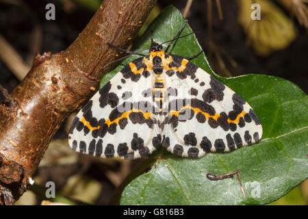 Gazza Moth(Abraxas grossulariata) East Sussex, England, Regno Unito Foto Stock