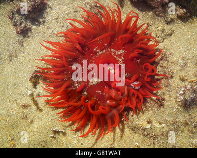 Anemone in mare, punto Gerickes passeggiata sulla spiaggia, Sedgefield, Garden Route, Western Cape, Sud Africa, 04/06/2012 Foto Stock