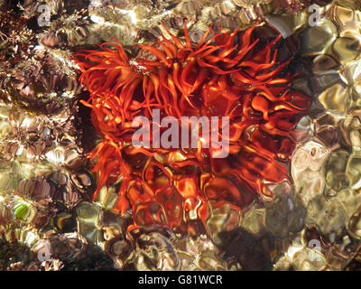 Anemone in mare, punto Gerickes passeggiata sulla spiaggia, Sedgefield, Garden Route, Western Cape, Sud Africa, 04/06/2012 Foto Stock