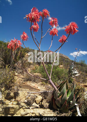 Chabaud's aloe (Aloe Chabaudii), Baviaanskloof Mega Riserva, Capo orientale, Sud Africa, Dicembre 2010 Foto Stock
