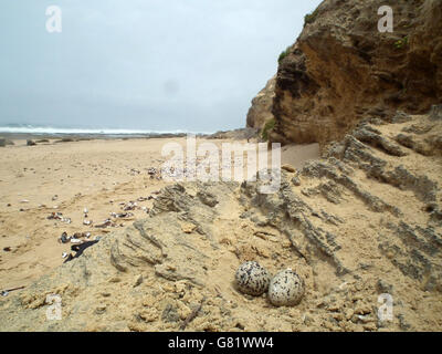 Black Oystercatcher nido sulla spiaggia, (Haematopus bachmani), Capo orientale, Sud Africa, Dicembre 2011 Foto Stock