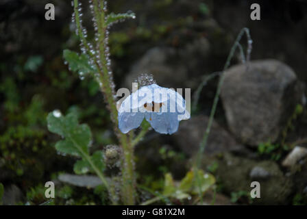 Papavero blu, un raro fiore Himalayano, Valle dei Fiori, Uttarakhand, India Foto Stock