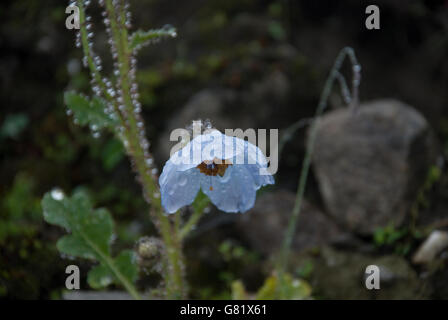 Papavero blu, un raro fiore Himalayano, Valle dei Fiori, Uttarakhand, India Foto Stock