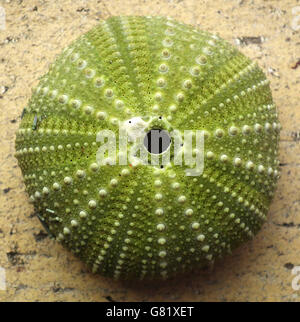 Il verde dei ricci di mare scheletro sul calcestruzzo; Capo orientale, Sud Africa, 2012 Foto Stock