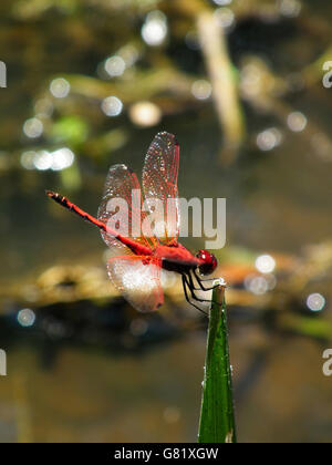 Rosso-venato Darter dragonfly permanente sulla foglia, (Sympetrum fonscolombii), Sud Africa, 2012 Foto Stock