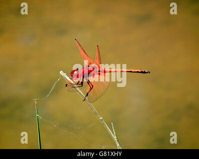 Rosso-venato Darter dragonfly permanente sulla foglia, (Sympetrum fonscolombii), Sud Africa, 2012 Foto Stock