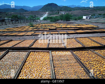 Le albicocche di essiccazione in punnets in legno, Sud Africa, 2012 Foto Stock