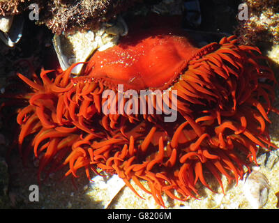 Anemone in mare, punto Gerickes passeggiata sulla spiaggia, Sedgefield, Garden Route, Western Cape, Sud Africa, 19/07/2012 Foto Stock