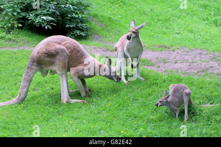 Famiglia di Australian canguri Rossi (Macropus rufus), maschio, femmina e un baby joey Foto Stock