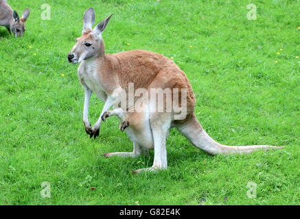 Femmina Rosso australiano Kangaroo (Macropus rufus) - i piedi del suo joey fuori del sacchetto Foto Stock