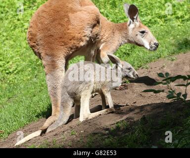 Femmina Rosso australiano Kangaroo (Macropus rufus) con il suo joey Foto Stock
