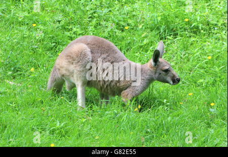 Immaturo australiano della Red Kangaroo joey (Macropus rufus) Foto Stock