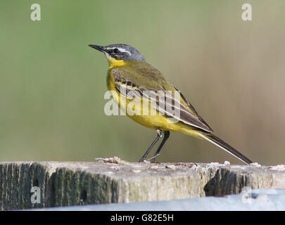 Europei maschili Wagtail giallo (Motacilla flava) in posa su un palo in primavera Foto Stock