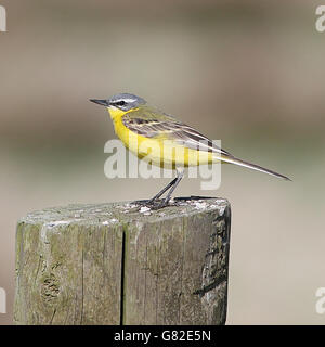 Europei maschili Wagtail giallo (Motacilla flava) ritratto closeup Foto Stock