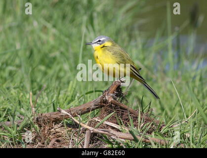 Europei maschili Wagtail giallo (Motacilla flava) in posa di un prato di primavera Foto Stock