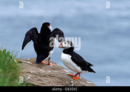 Volatili puffini arroccato sulla scogliera rocce (Fratercula arctica), Westfjords, Islanda, l'Europa. Foto Stock