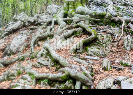 Radici di faggio si sparge sul terreno nelle Alpi Apuane parco naturale, Toscana, Italia Foto Stock