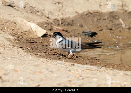 Casa Martin (Delichon urbica) - a terra per raccogliere fango per nido Foto Stock