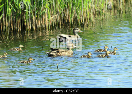 Canapiglia (Anas strepera) - maschio e femmina con otto anatroccoli Foto Stock