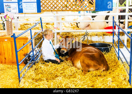 Ragazza giovane con vitello bovino giovane petting amico su animale da azienda stroking amico amici REGNO UNITO Inghilterra GB Foto Stock