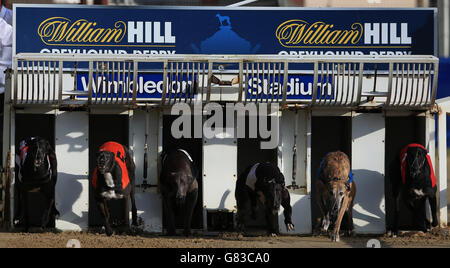 Greyhound Racing - William Hill Derby - Finals - Stadio di Wimbledon. I cani escono dalle trappole durante il William Hill - Scommetti sul Move273 Sprint Foto Stock