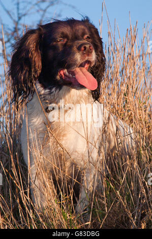 Una Springer Spaniel chiamato Bracken Foto Stock