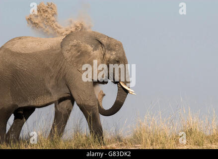 Elefante africano (Loxodonta africana), Caprivi Strip, Namibia Foto Stock