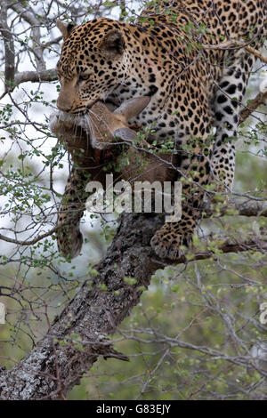 Leopard con uccidere in un albero, Kruger National Park, Sud Africa Foto Stock