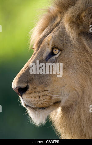 Ritratto di un maschio di leone, il Parco Nazionale Kruger, Sud Africa Foto Stock