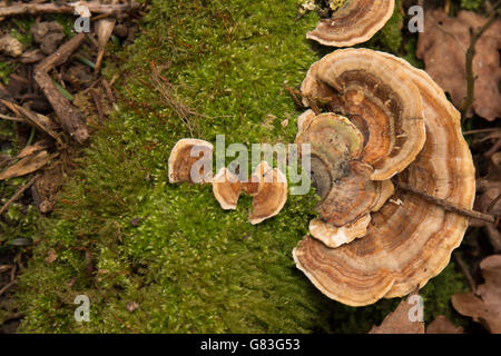 Funghi che crescono su un albero caduto nella foresta a Malvern REGNO UNITO Foto Stock