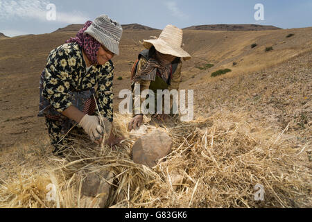 Le donne il fieno raccolto sul pendio di una collina in Douirane, Marocco. Foto Stock