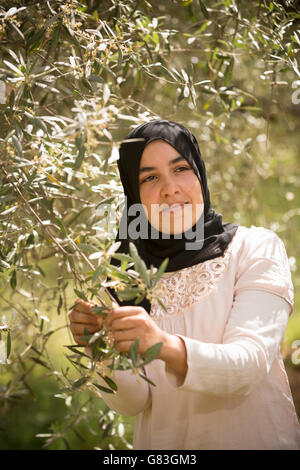 Un agricoltore ispeziona un oliveto di Ourika, Marocco. Foto Stock