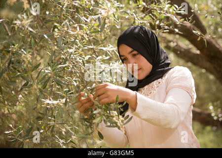 Un agricoltore ispeziona un oliveto di Ourika, Marocco. Foto Stock