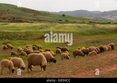 Pecore pascolano in un campo nel villaggio di Ben Khili, Marocco. Foto Stock