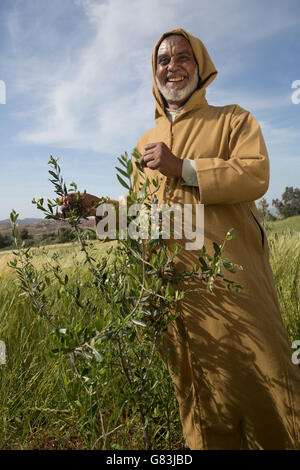 Piccolo agricoltore Mohamed El Ouafi sorge nel suo grano e olivo alberello al di fuori campo Ben Khili, Marocco. Foto Stock