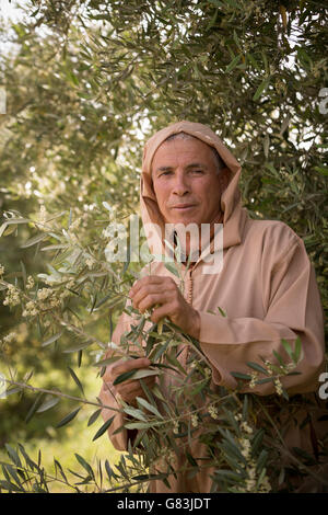 Piccolo agricoltore M'Bouchbab mano sta nel suo uliveto fuori Ben Khili, Marocco. Foto Stock