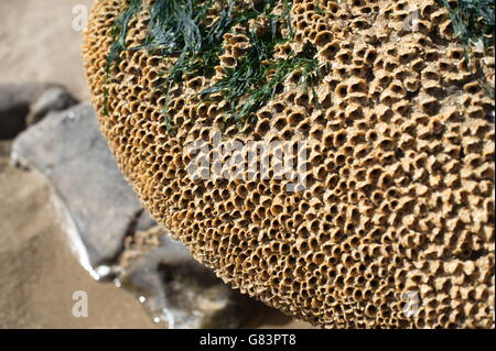 Colonia di vermi segmentati formano un nido di sabbia e frammenti di guscio sulla spiaggia sulla Gower , Swansea, scie Foto Stock