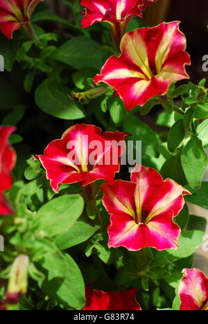 Petunia rossa, surfinia, assillaris petunia, petunia fiorita Foto Stock