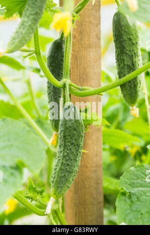 Cetrioli maturazione sulla levetta pendenti Foto Stock