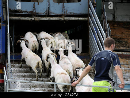 Cesoie a Lochearnhead Foto Stock