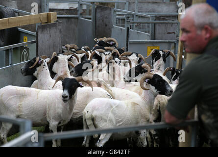 Sheep lascia l'evento Lochearnheaad Shears dopo aver fatto il loro cappotto sguazzato nel centro della Scozia, nel West End di Lochearn, dove i tosatori di pecore di tutto il mondo competono per portare a casa il titolo Scottish Blackface Shearing Champion. Foto Stock