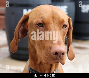 Vizsla ungherese cane Foto Stock